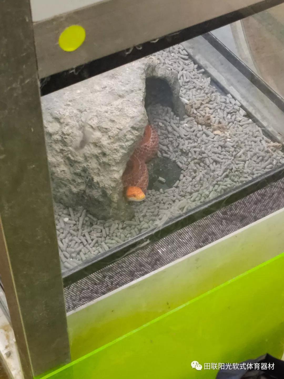 1587883585625682.jpg 21.jpg